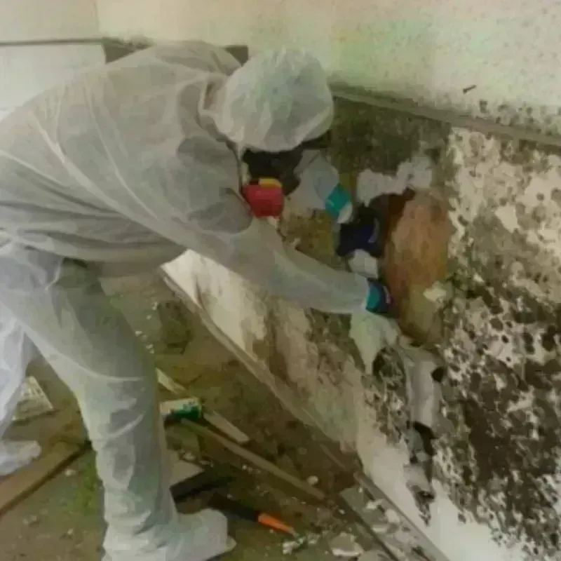 Mold Remediation and Removal in Oceana County, MI